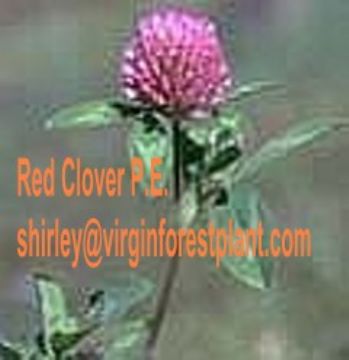 Red Clover P.E. (Shirley At Virginforestplant Dot Com)